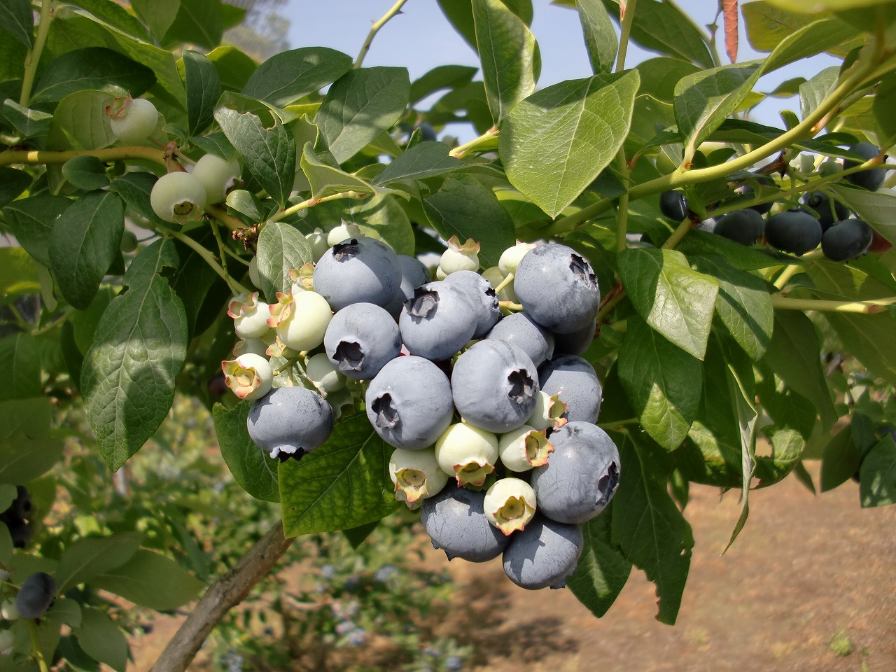 �_��E�q��̊T�v