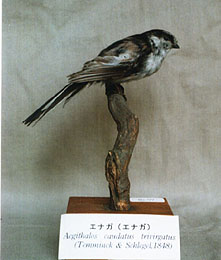 GiKiGiKj