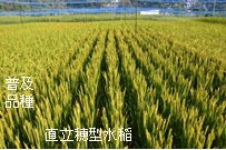 直立穂型水稲と普及品種