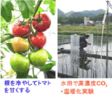 トマトの高品質化／植物環境応答の解明