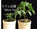 Micro-Tom