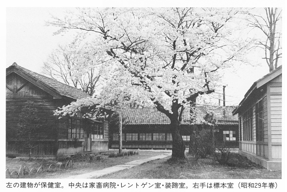 昭和29年春撮影の家畜病院（写真1・2の裏側）